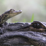 21.EVERGLADES_baby-and-mother-alligator-150x150